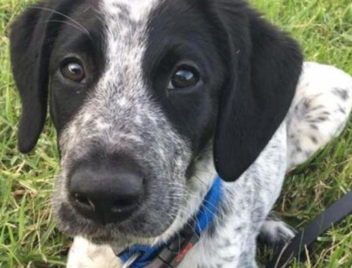 Grizz, a 10-month-old trainee sniffer dog, was shot dead by airport security in Auckland