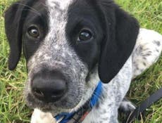 Grizz the sniffer dog should never have been shot at Auckland Airport