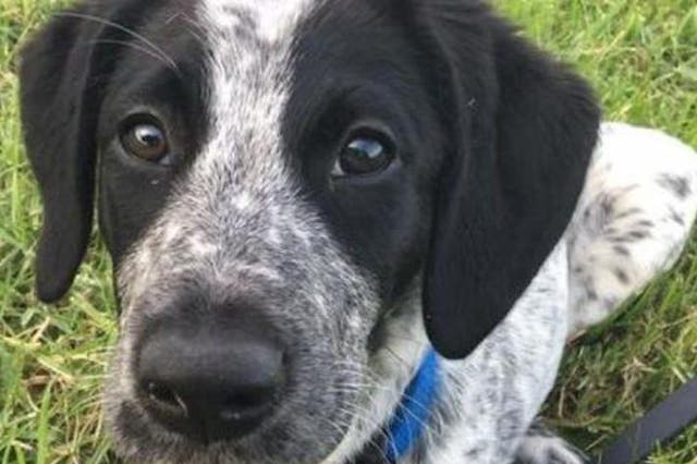 Grizz, a 10-month-old trainee sniffer dog, was shot dead by airport security in Auckland