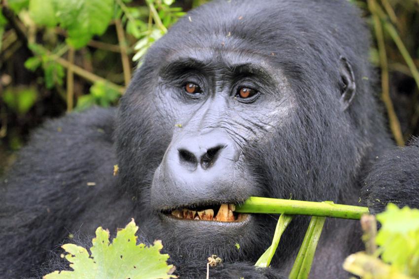 Gorilla Trekking In Uganda Learning To Track The Animals