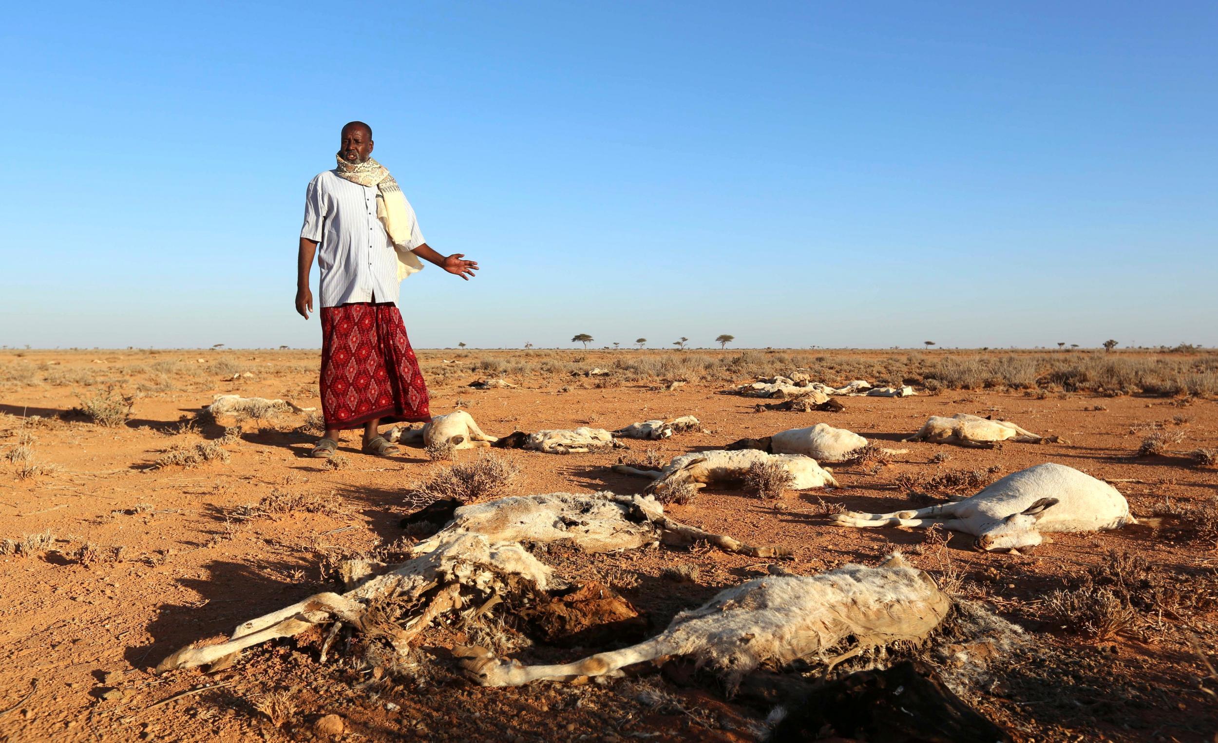 A Somali man, about to become a climate refugee within his own country, looks at the bodies of his sheep and goats near Dahar, Puntland, in December last year