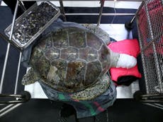 Turtle dies after ingesting coins people threw 'for good luck'