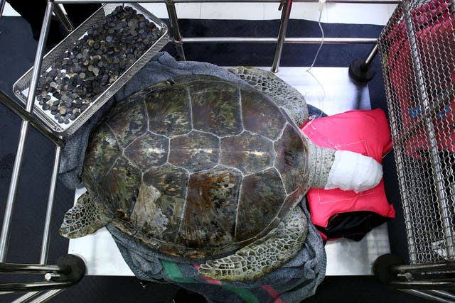 Omsin rests next to a tray of coins that were removed from her stomach at the Faculty of Veterinary Science, Chulalongkorn University in Bangkok, Thailand