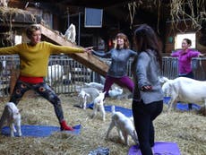 'Goat yoga' hits Amsterdam