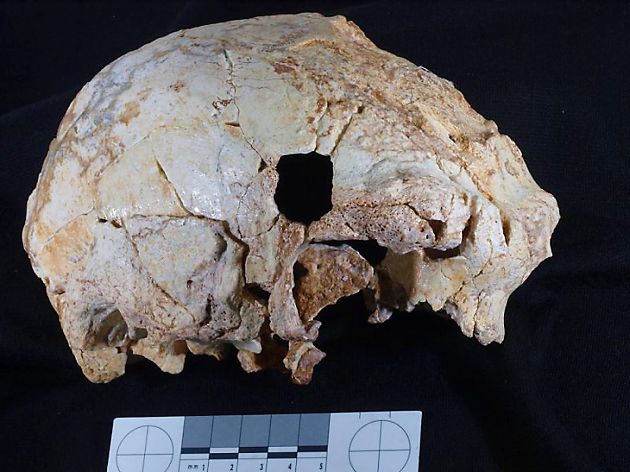The Aroeira 3 cranium