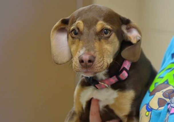 Peanut arrived at an animal shelter last year with two broken legs and cracked ribs