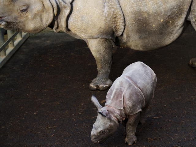 A rhino and its four week old baby at a zoo enclosure