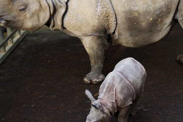 A rhino and its four week old baby at a zoo enclosure
