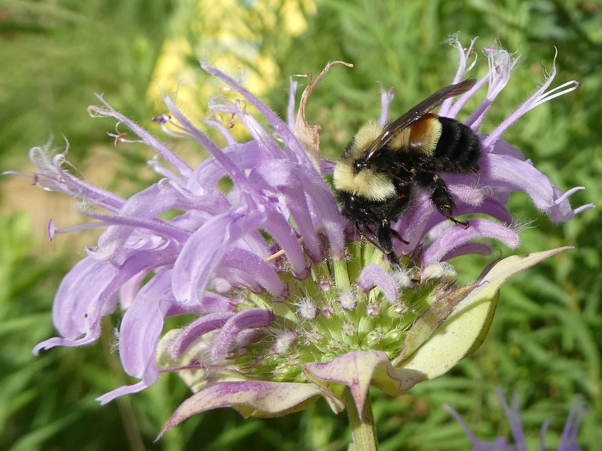 A rusty patched bumblebee next to a flower in Minnesota, US