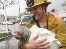 US firefighters revive dog pulled from fire in mouth-to-snout rescue
