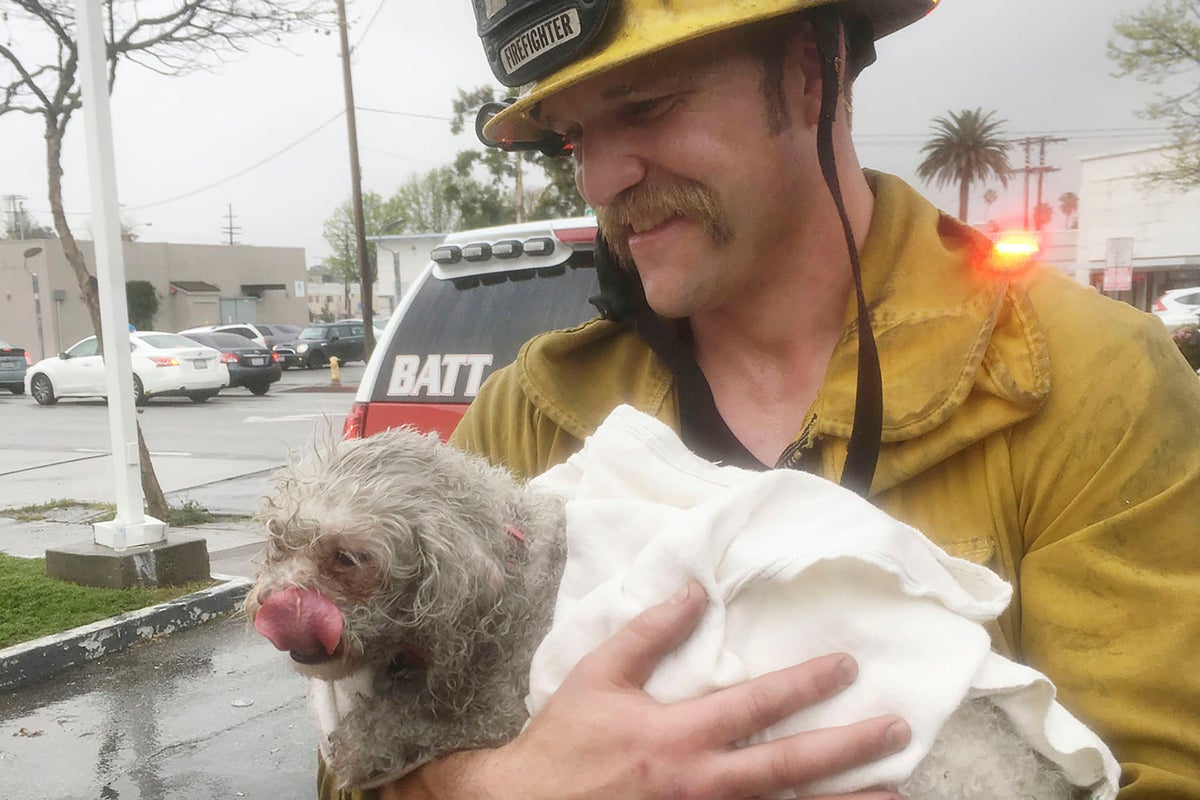 Firefighters revive dog pulled from California fire in mouth-to-snout ...