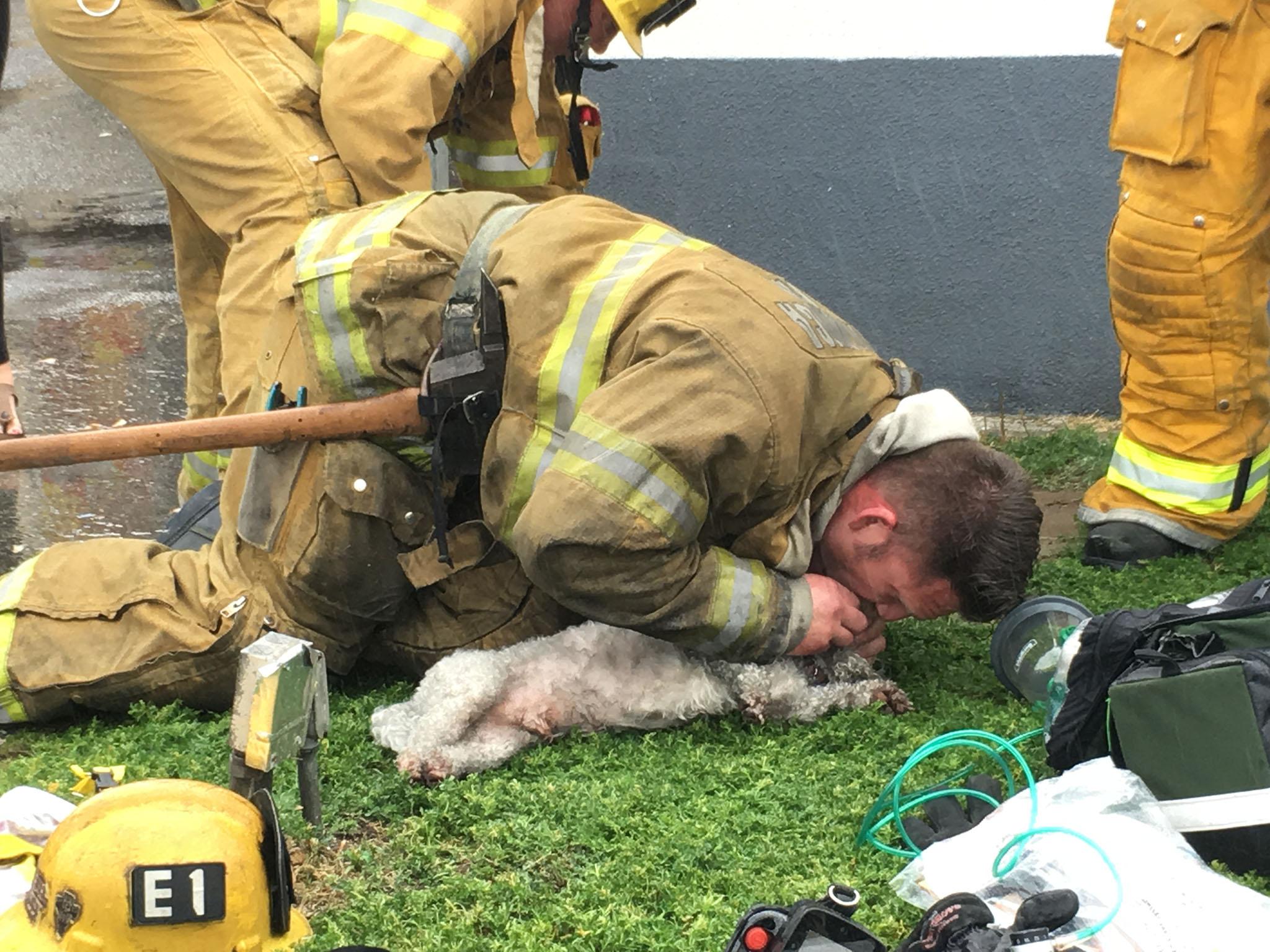 The firefighter used mouth-to-mouth CPR and an oxygen mask to bring the pooch back to life