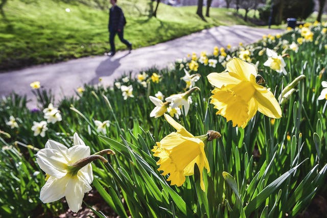 Daffodils in full bloom in the sunshine at Castle Park, Bristol
