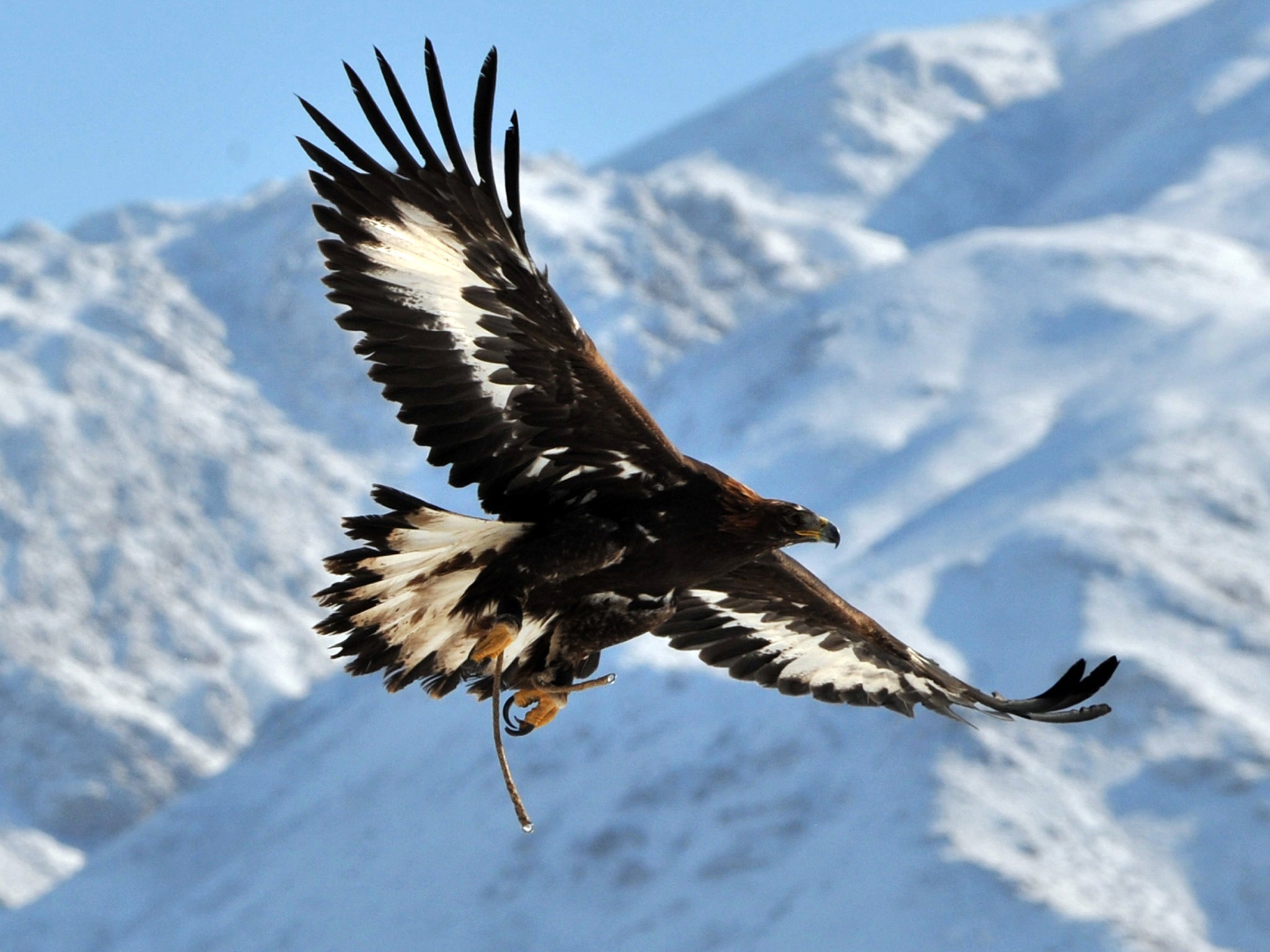 Golden Eagles Dying In Suspicious Circumstances Linked To