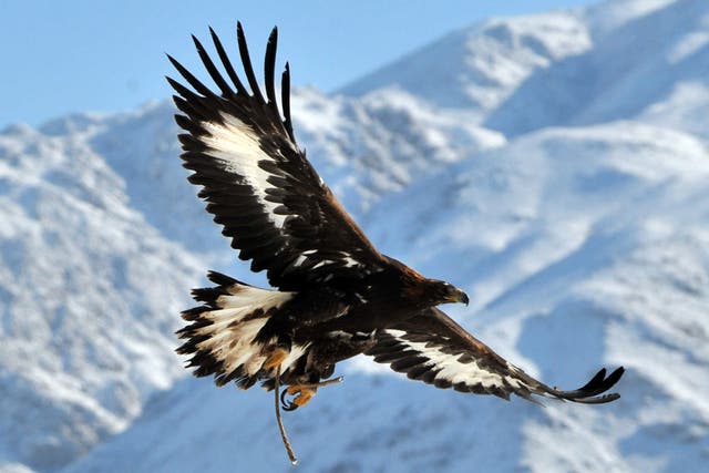 Golden eagles in the south of Scotland are isolated from larger populations in the Highlands