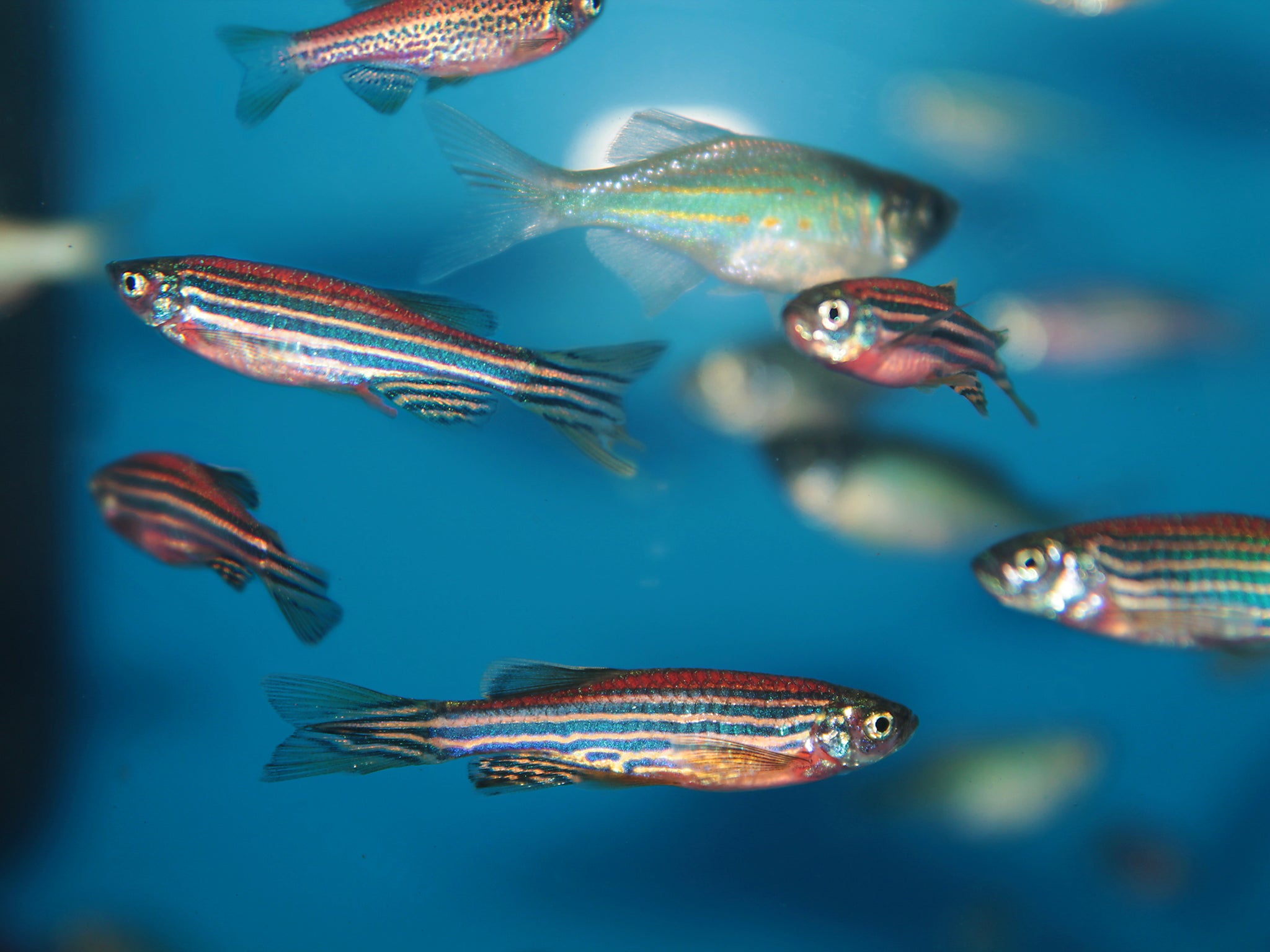 Zebrafish are less scared of danger when they are in a group