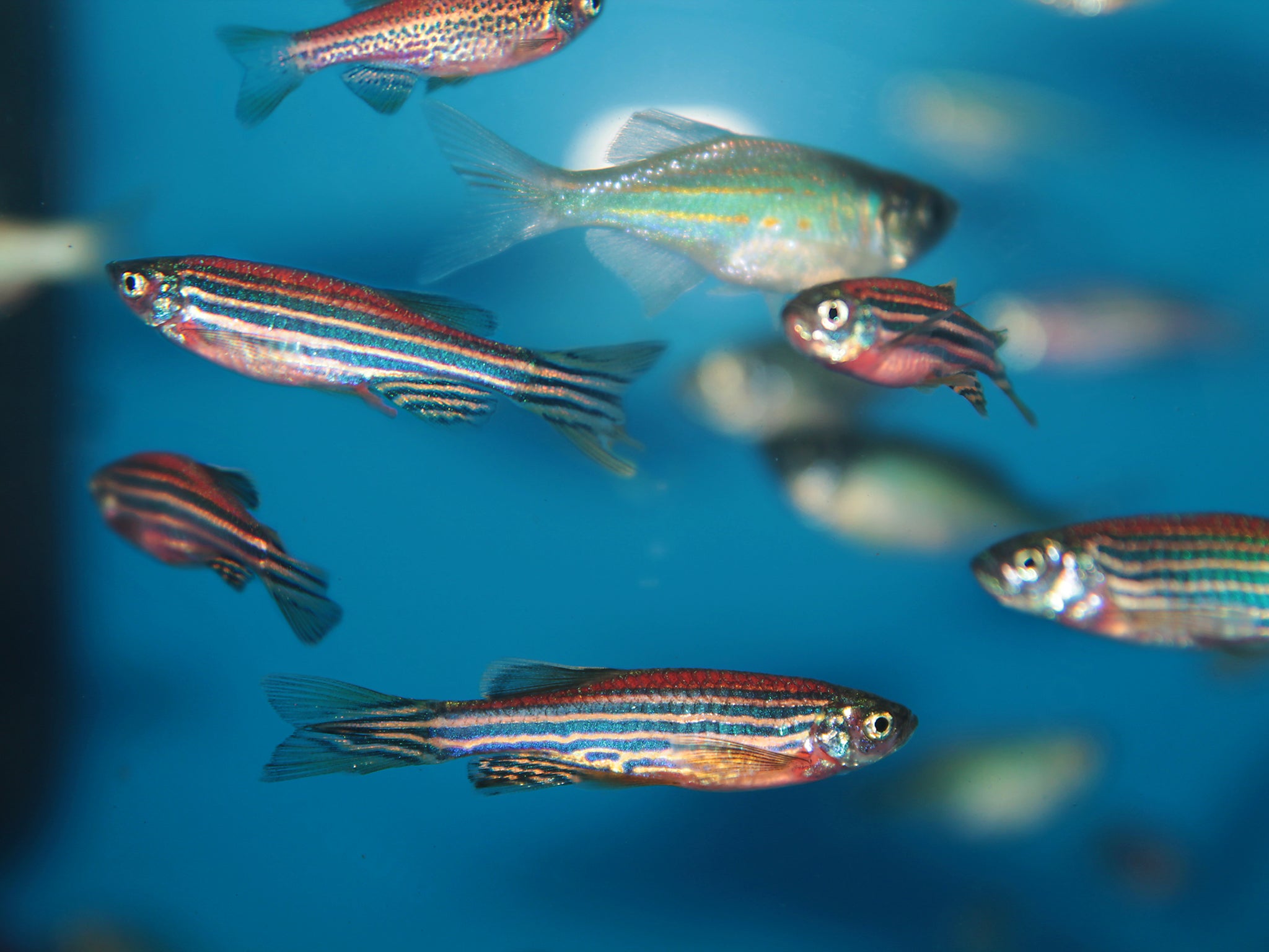 The right stripes: 84 per cent of zebrafish genes have a similar function to their human counterparts