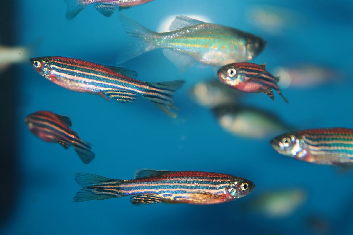 Fish are sentient animals who form friendships and experience 'positive ...