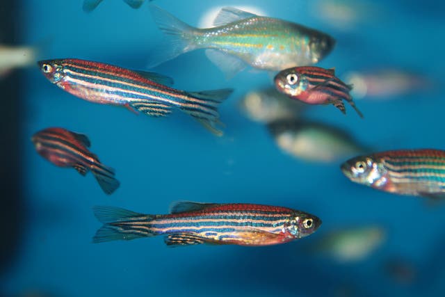 Zebrafish are less scared of danger when they are in a group