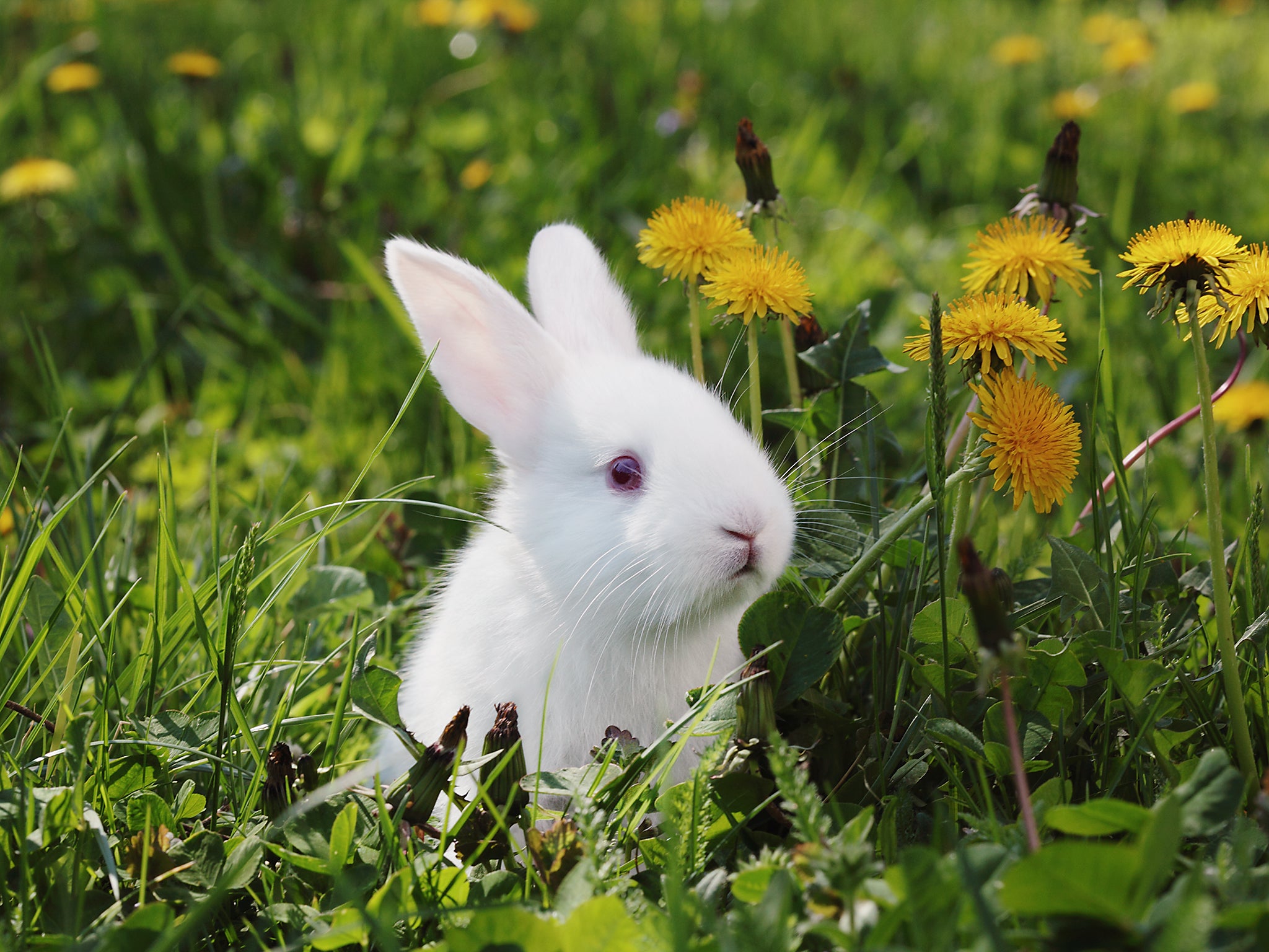 The firm will also run free ‘rabbit workshops’ over the holidays to raise awareness of how to care for the mammals