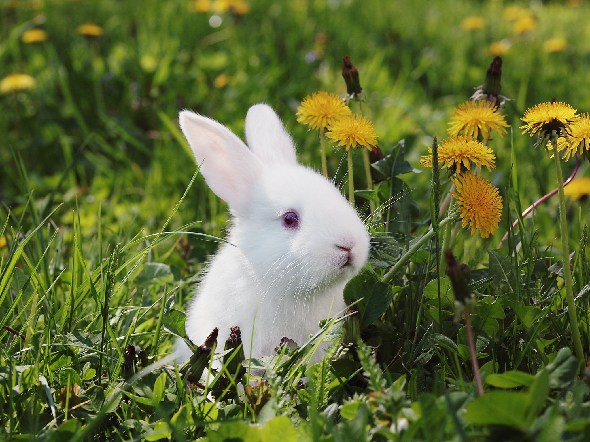 Pictures Of Easter Rabbits 62