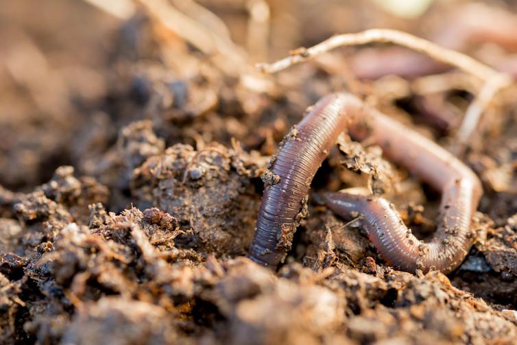 Worm cast has up to five times more nutrients than the surrounding soil