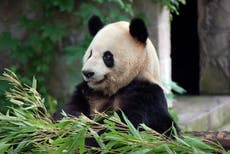 Pandas could be wiped out despite signs of recovering, study warns