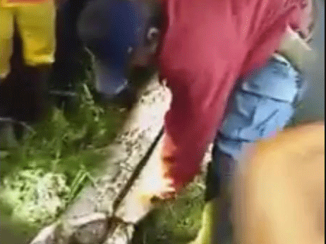 Missing man 'found in belly of giant python outside his garden' 