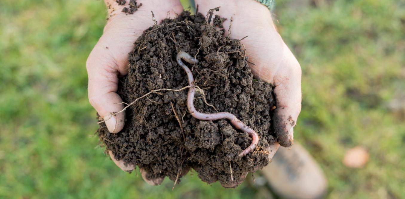 If pandas die out, it will be very sad. But a world without earthworms? Arguably without earthworms in our soils, life could vanish pretty quickly