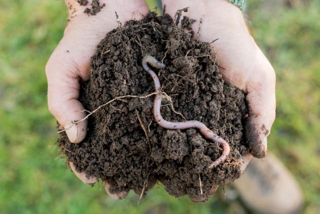 If pandas die out, it will be very sad. But a world without earthworms? Arguably without earthworms in our soils, life could vanish pretty quickly