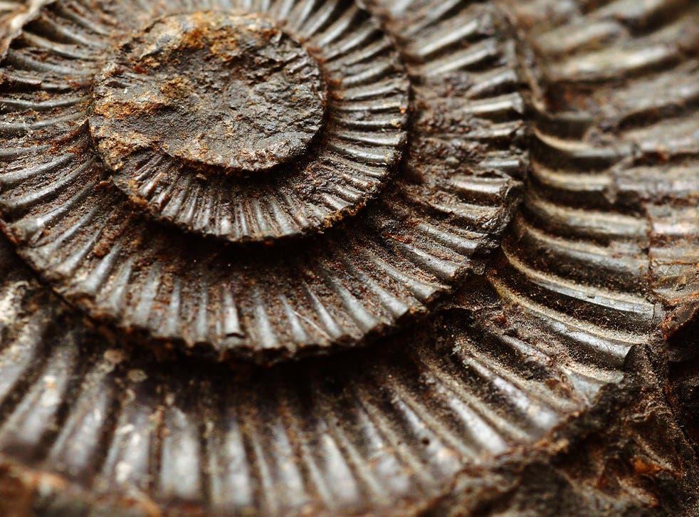 Fossil Poachers Are Undermining Science And Fooling Enthusiasts The Independent The Independent Fossil Poachers Are Undermining Science And Fooling Enthusiasts The Independent The Independent