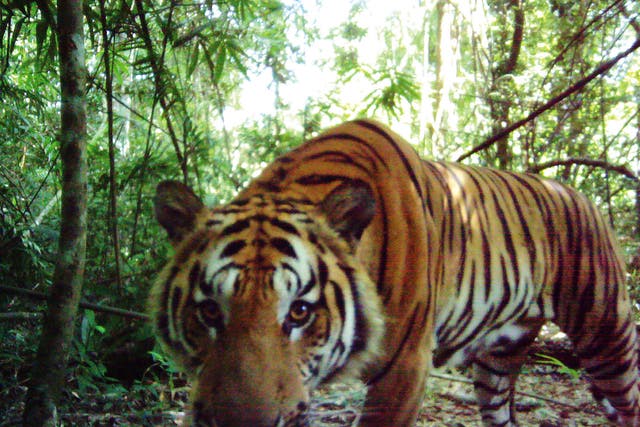 Researchers planted cameras to capture at least four females and six cubs