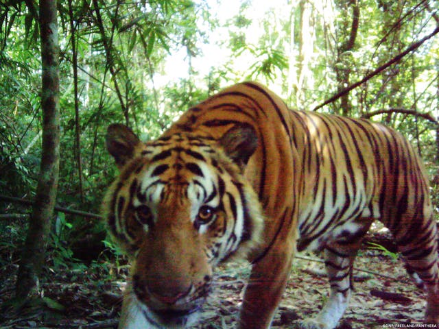 Researchers planted cameras to capture at least four females and six cubs