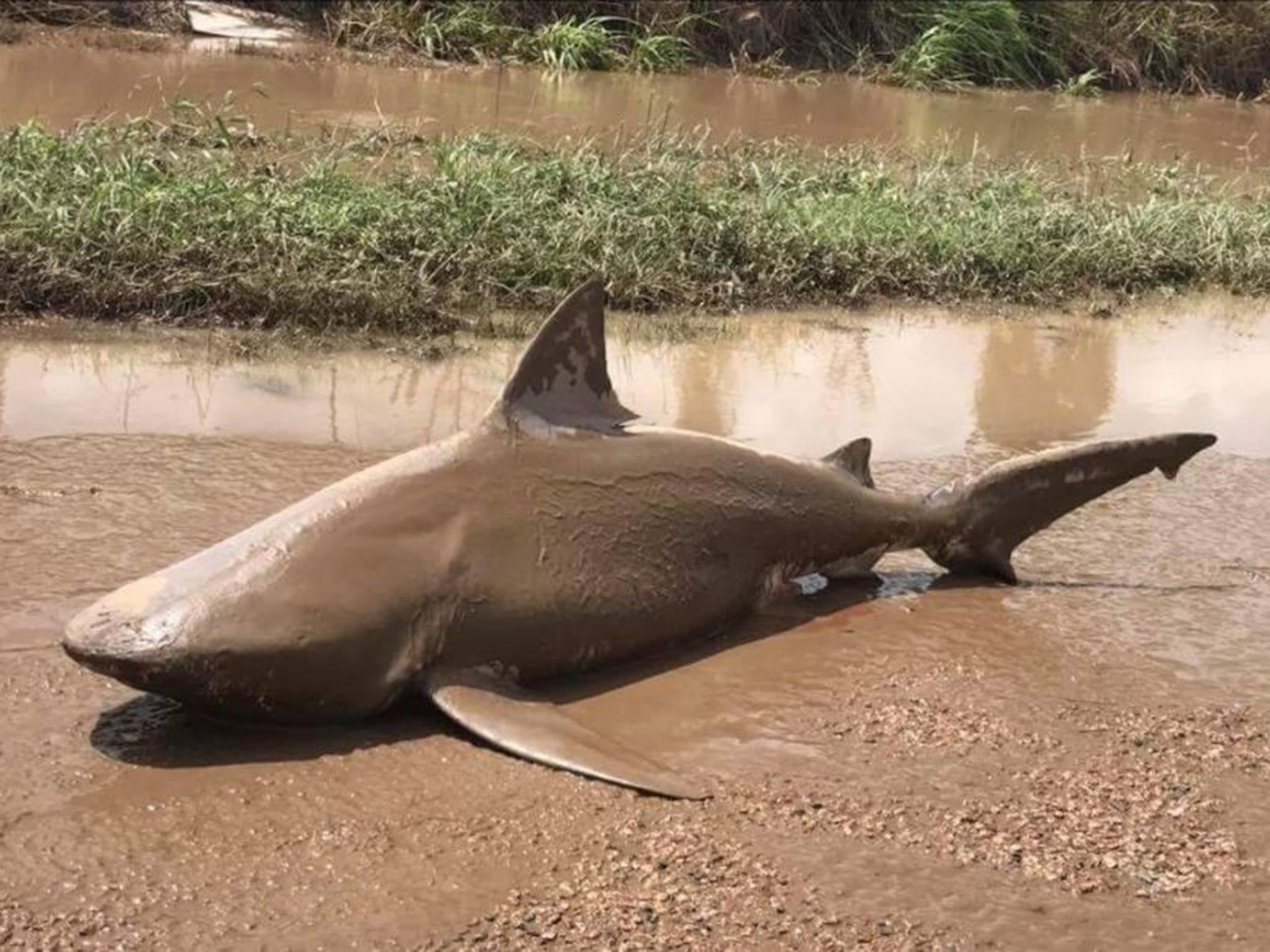 The shark was beached by Cyclone Debbie which struck the north east of Australia this week