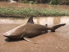 Shark discovered in middle of road in Australia