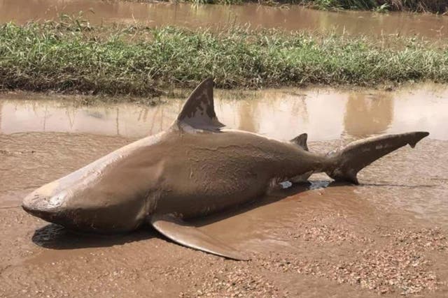 The shark was beached by Cyclone Debbie which struck the north east of Australia this week