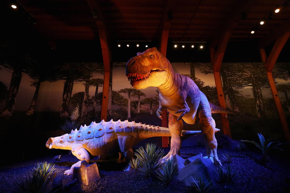 Tyrannosaurus rex were sensitive lovers, new dinosaur discovery ...