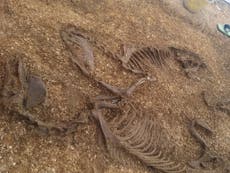 Iron Age chariot and horse found buried together in Yorkshire