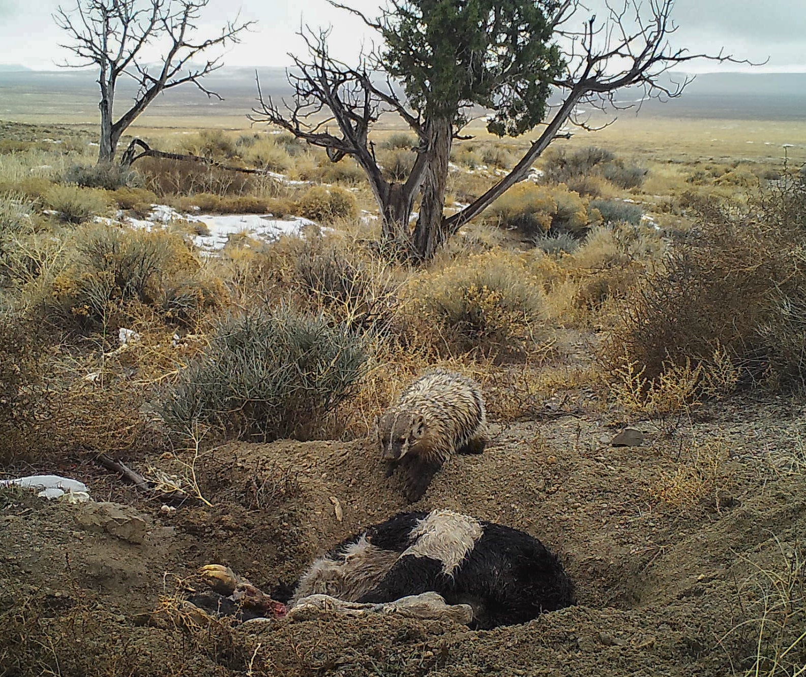 The badger dug a large hole around the body, then covered it over