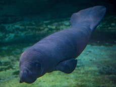 Manatees are no longer classified as 'endangered' species