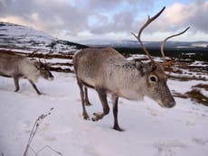 Norway plans mass reindeer cull to prevent spread of wasting disease