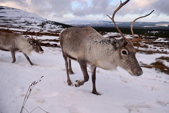 Around 2,000 reindeer are estimated to live in Nordfjella, where the diseased reindeer were found