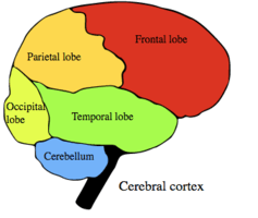 The network identified in depressed people involves many different brain regions