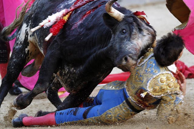 Spanish bullfighter Garcia Navarrete is gored by a bull during a bullfight at Las Ventas bullring in Madrid, Spain
