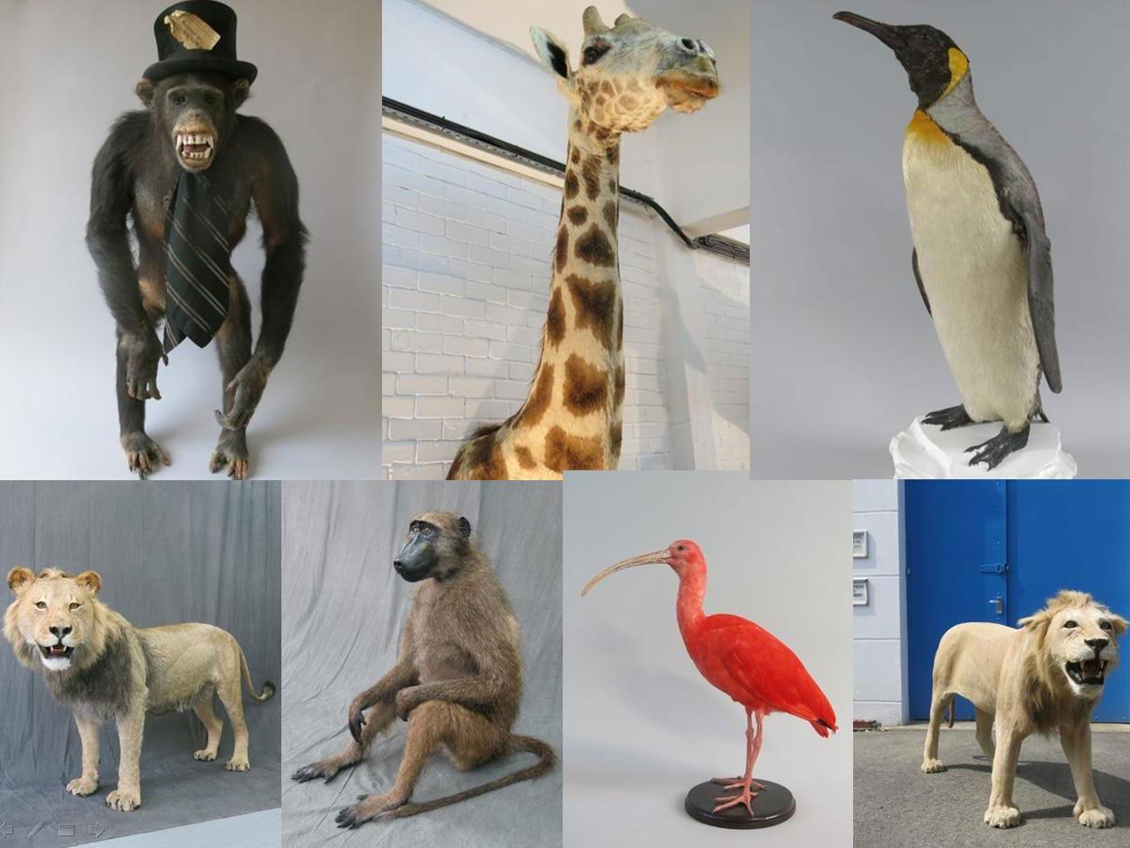 The stolen stuffed animals included a chimp in a top hat, a giraffe and a penguin