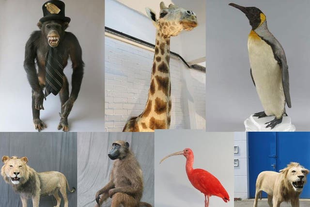 The stolen stuffed animals included a chimp in a top hat, a giraffe and a penguin