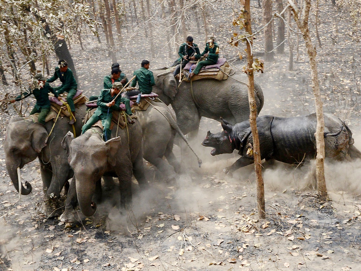 rhino and elephant fight