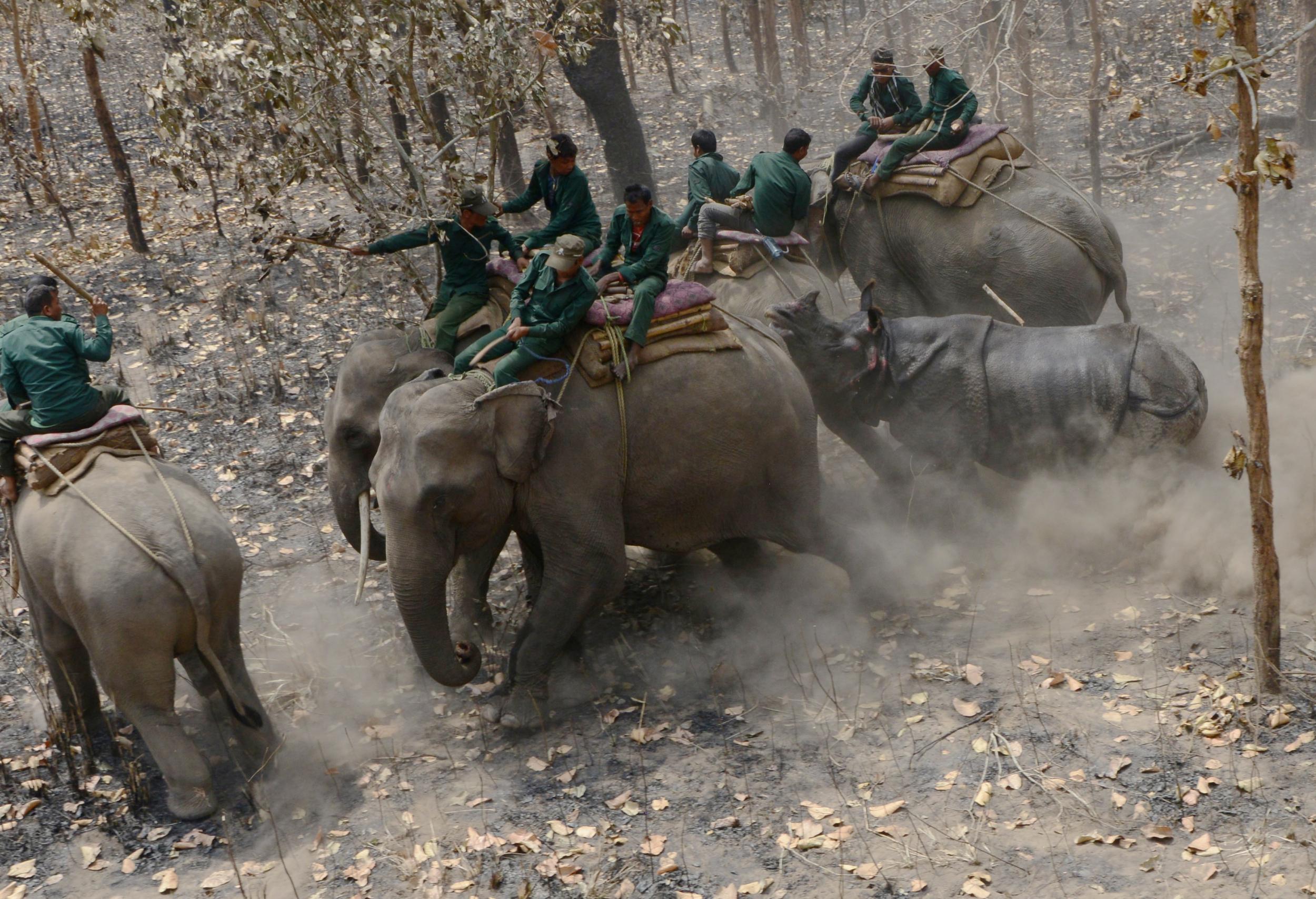 A relocated rhino charges a Nepalese forestry team