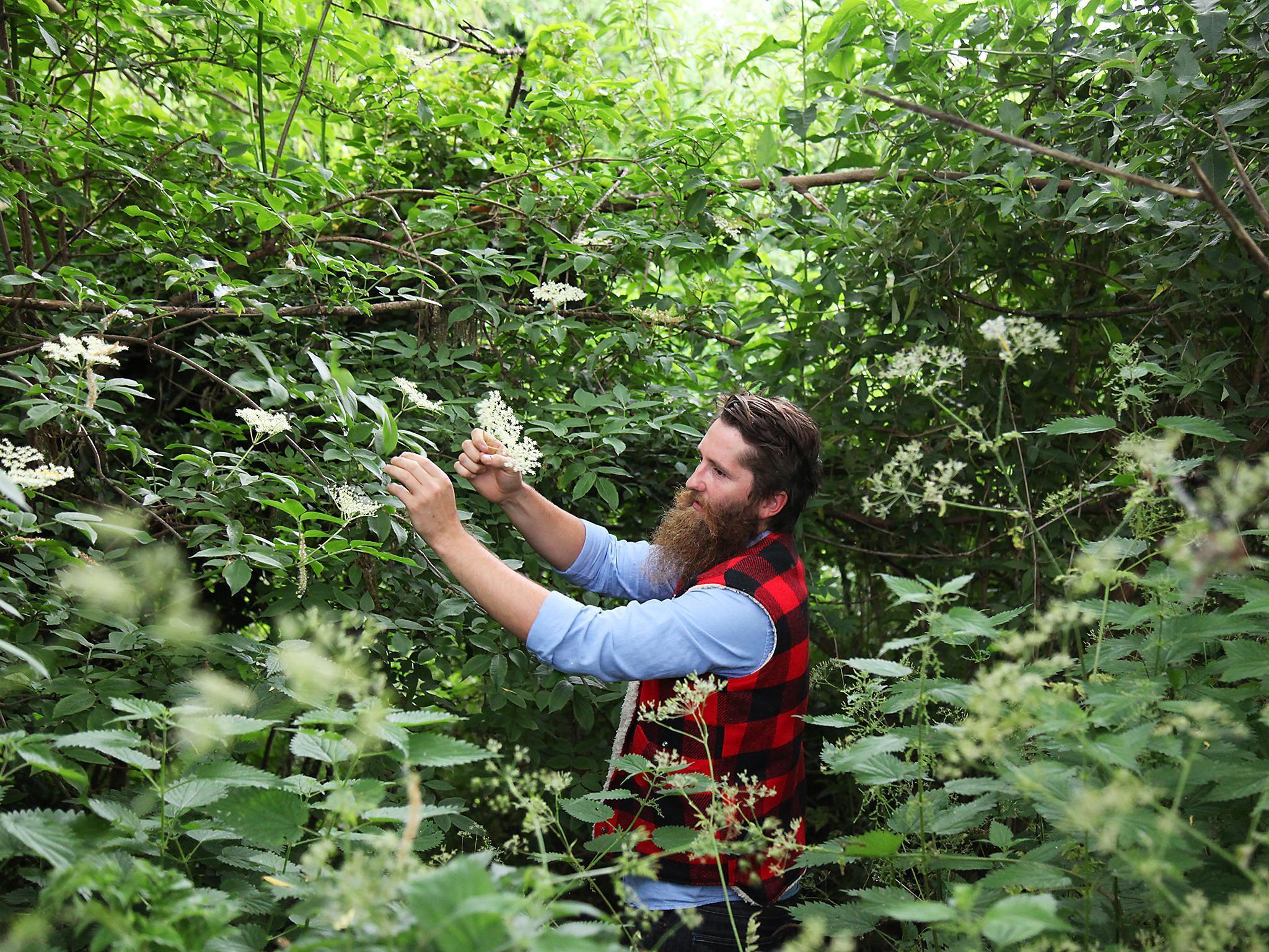 Cordial relationship: professional forager Wross Lawrence snaps elderflower stems in the wild