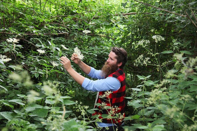 Cordial relationship: professional forager Wross Lawrence snaps elderflower stems in the wild